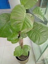 Philodendron